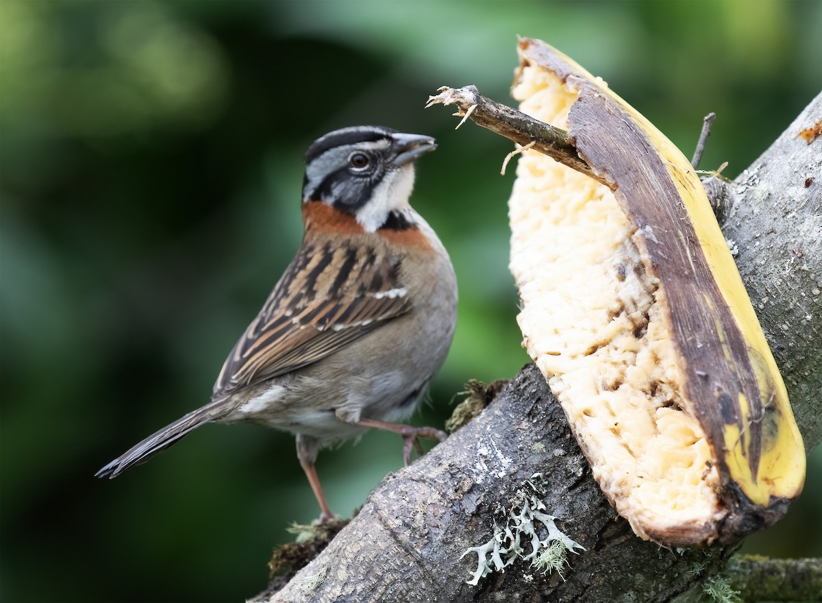 Morgenammer - ML646596798