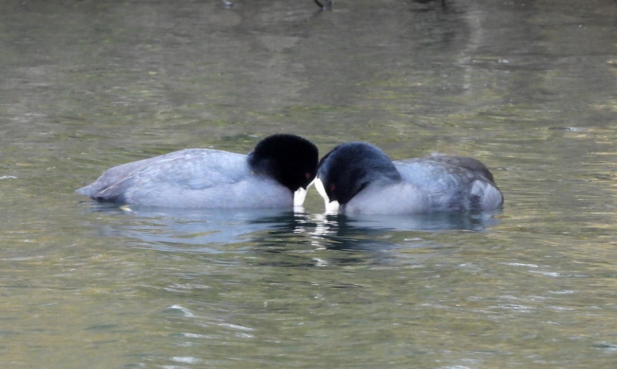 Лысуха - ML646596800