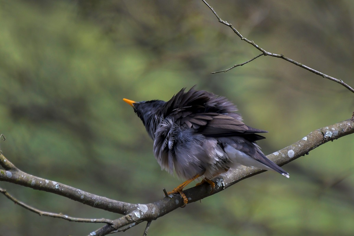 モリハッカ - ML646596802