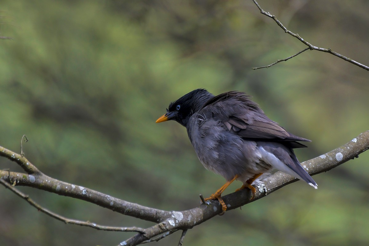 モリハッカ - ML646596803