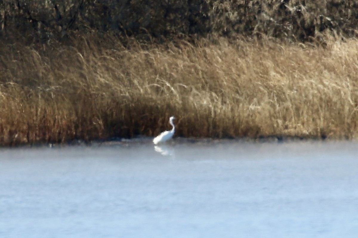 Airone bianco maggiore - ML646596804