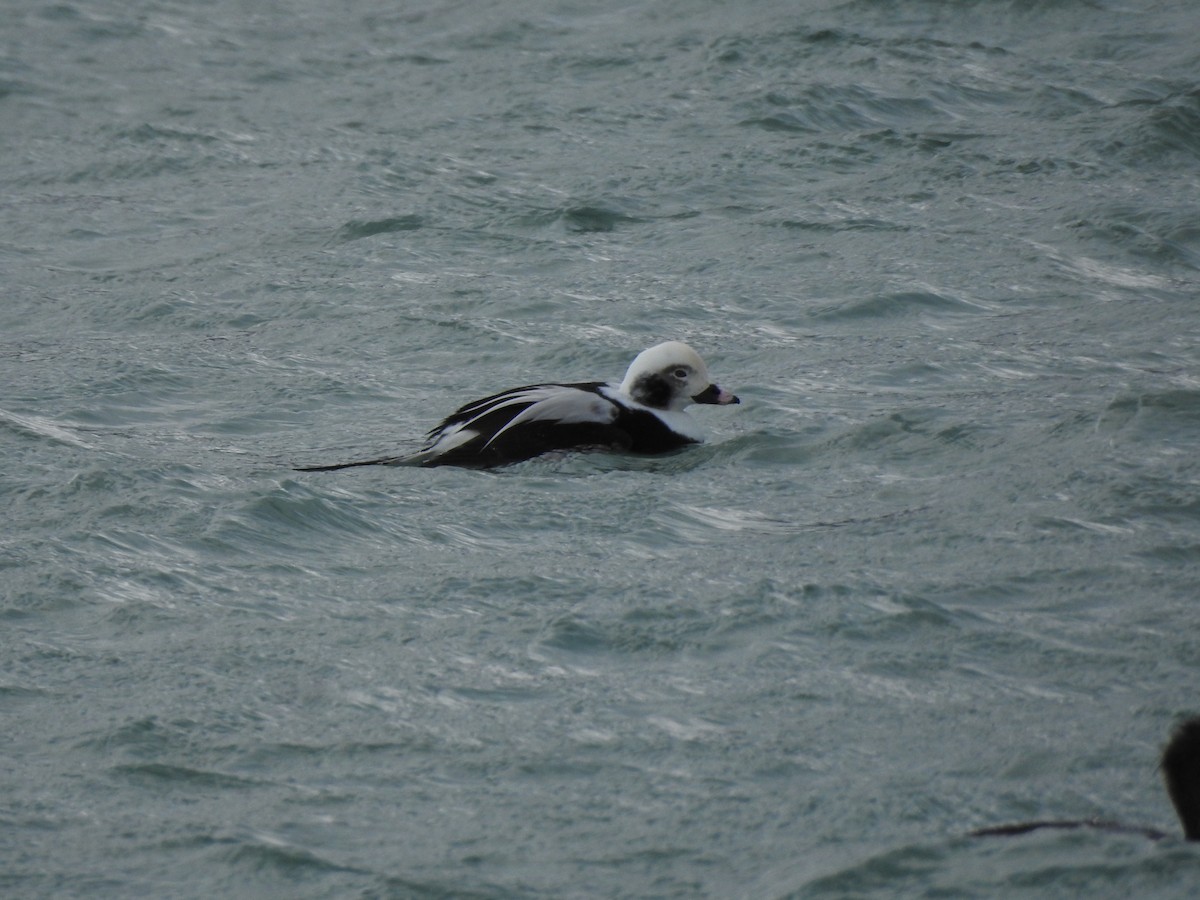Long-tailed Duck - ML646596805