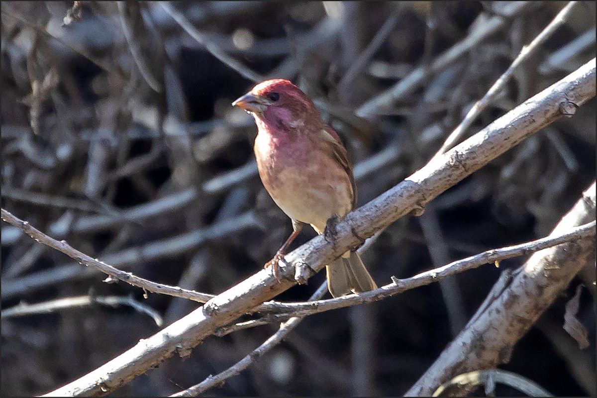 Purple Finch - ML646596806