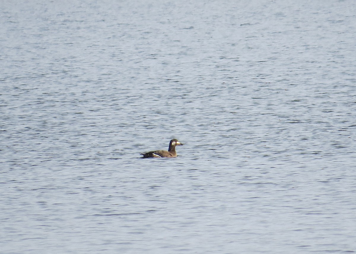 White-winged Scoter - ML646596807