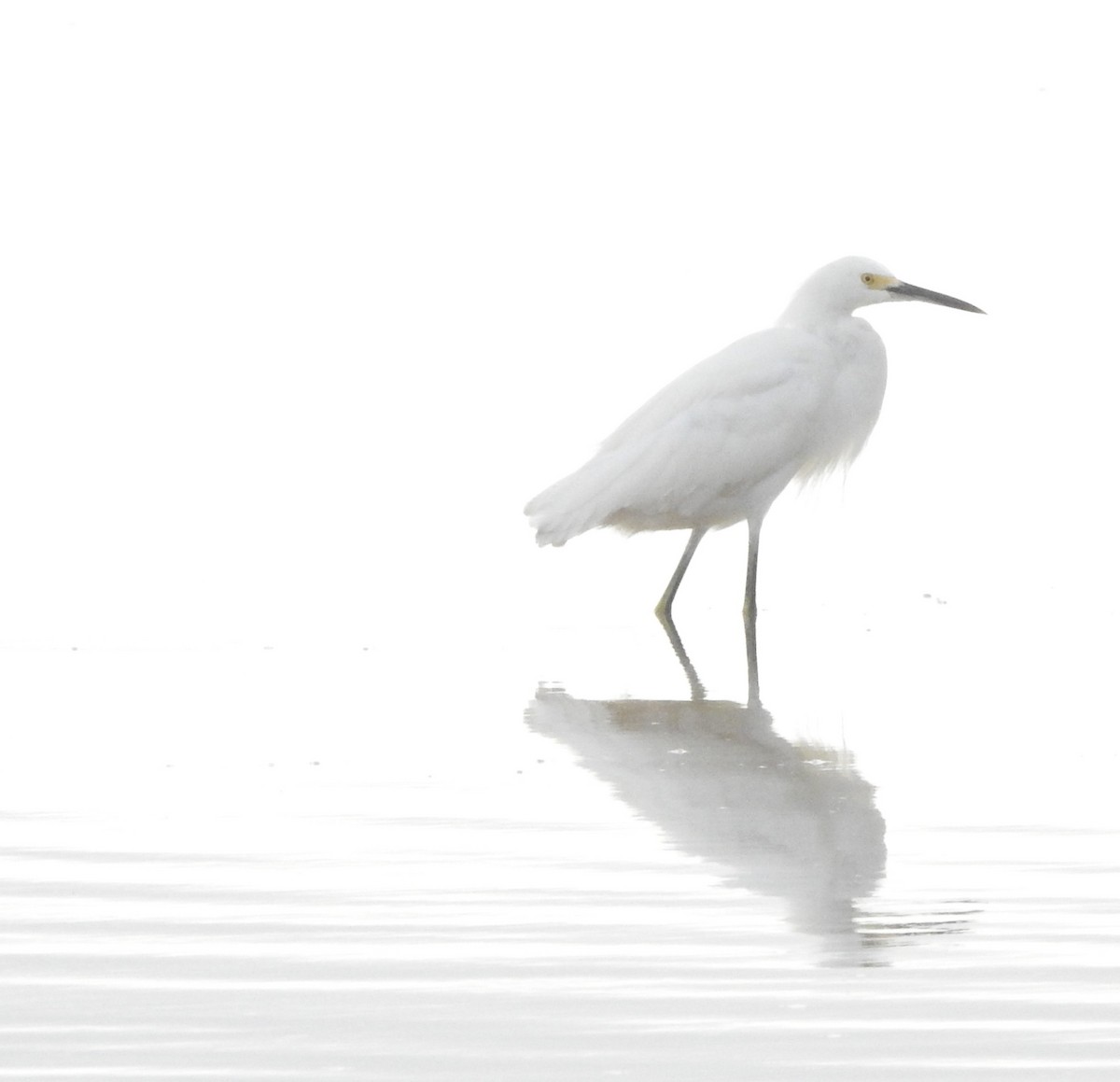 Snowy Egret - ML646596812