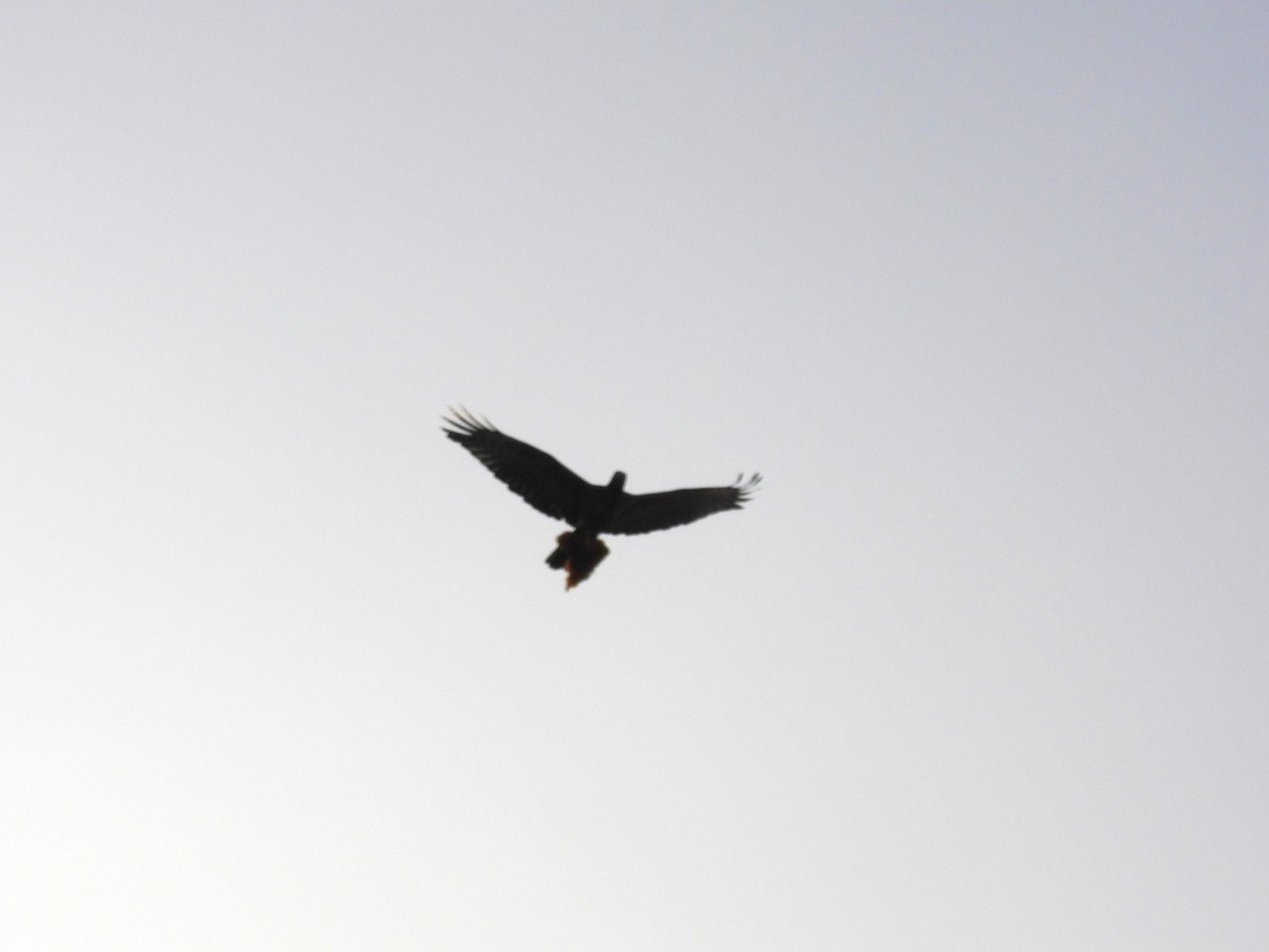 Осоїд чубатий - ML646596816