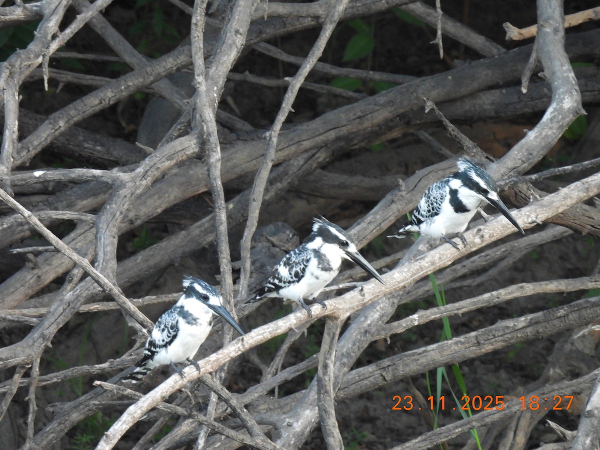 Martin-pêcheur pie - ML646596820