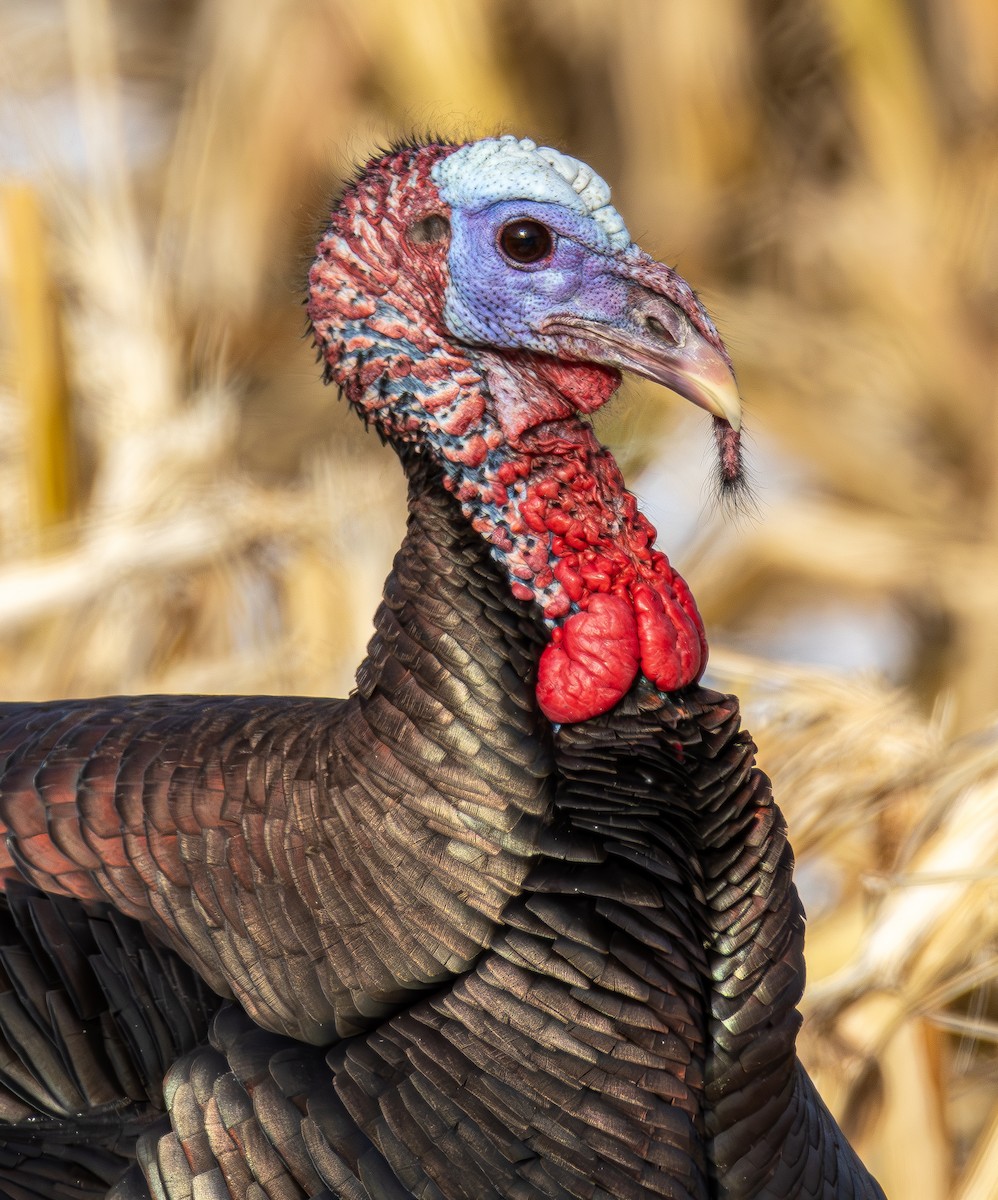 Wild Turkey - ML646596821
