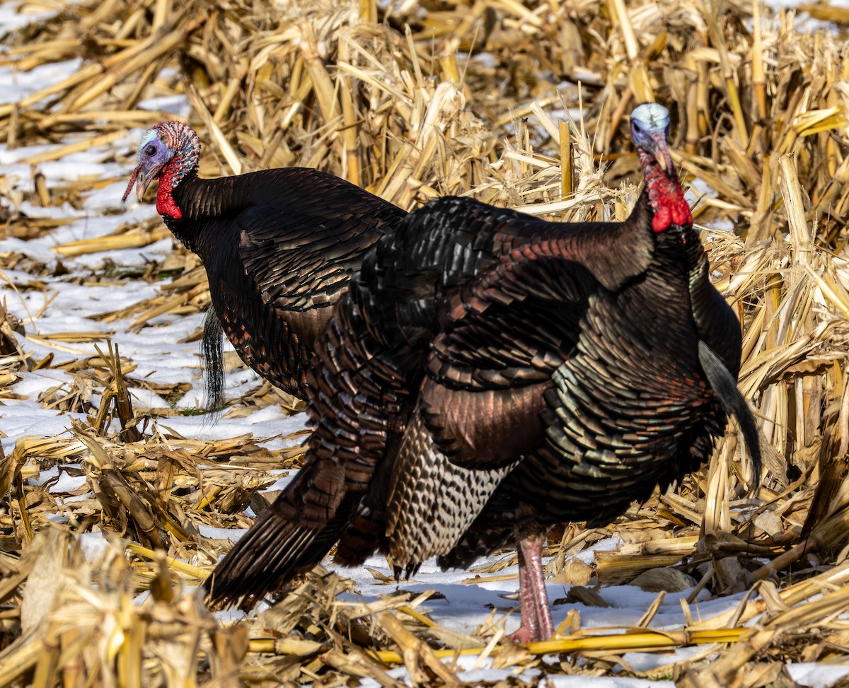 Wild Turkey - ML646596822