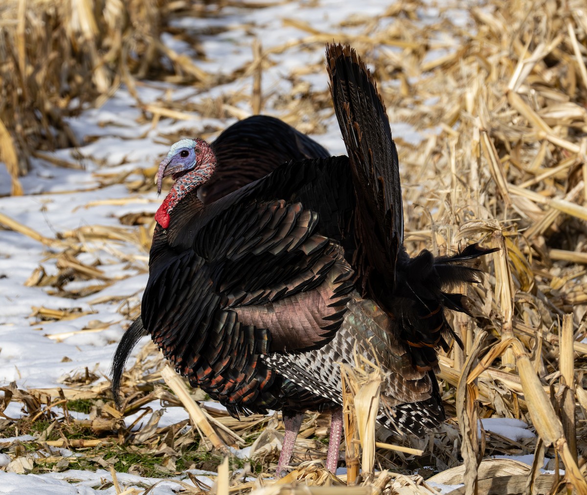 Wild Turkey - ML646596823