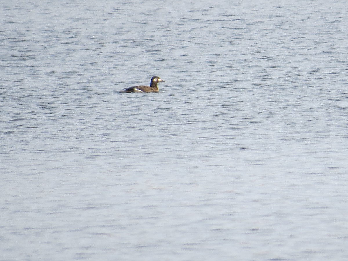 White-winged Scoter - ML646596824