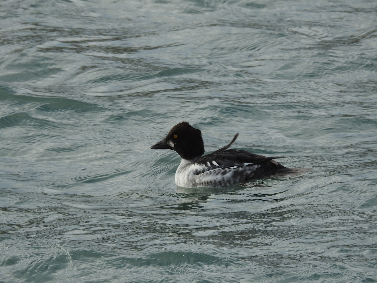 Common Goldeneye - ML646596826
