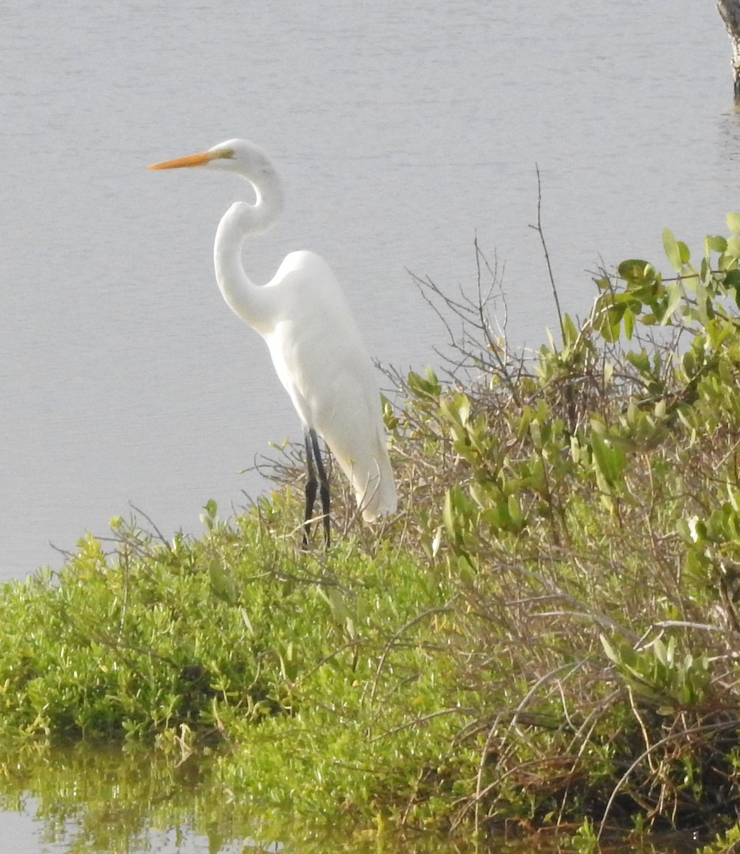 Great Egret - ML646596828