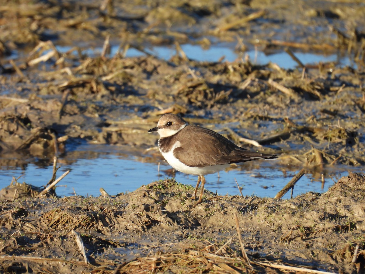 コチドリ - ML646596832