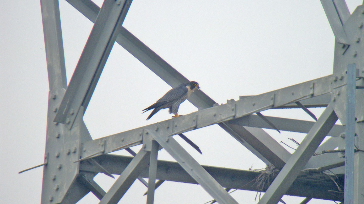 Peregrine Falcon - ML646596834