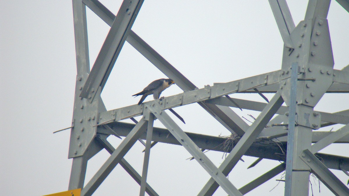 Peregrine Falcon - ML646596835