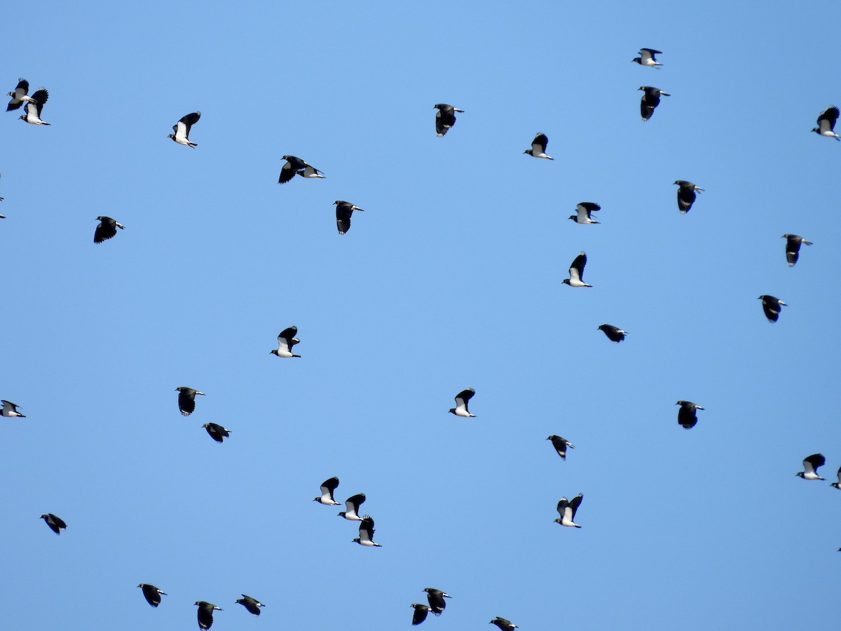 タゲリ - ML646596837