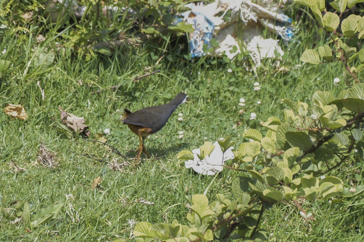 シロハラクイナ - ML646596838