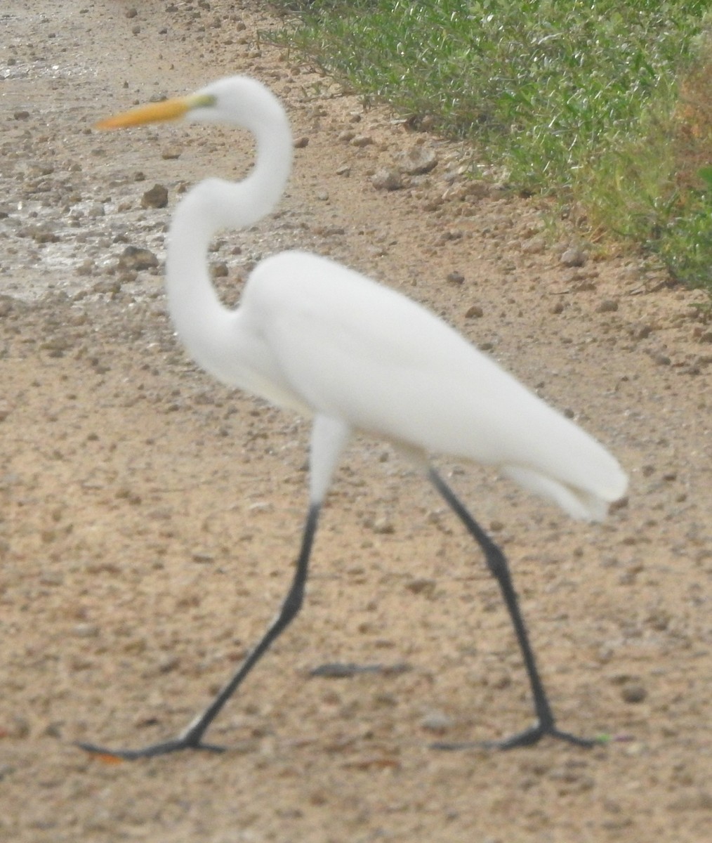 Great Egret - ML646596840