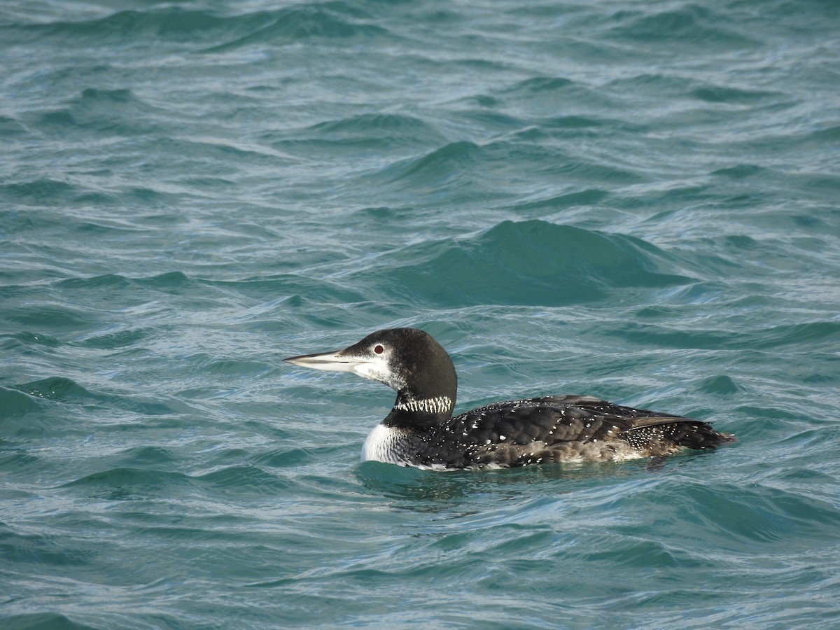 Common Loon - ML646596854