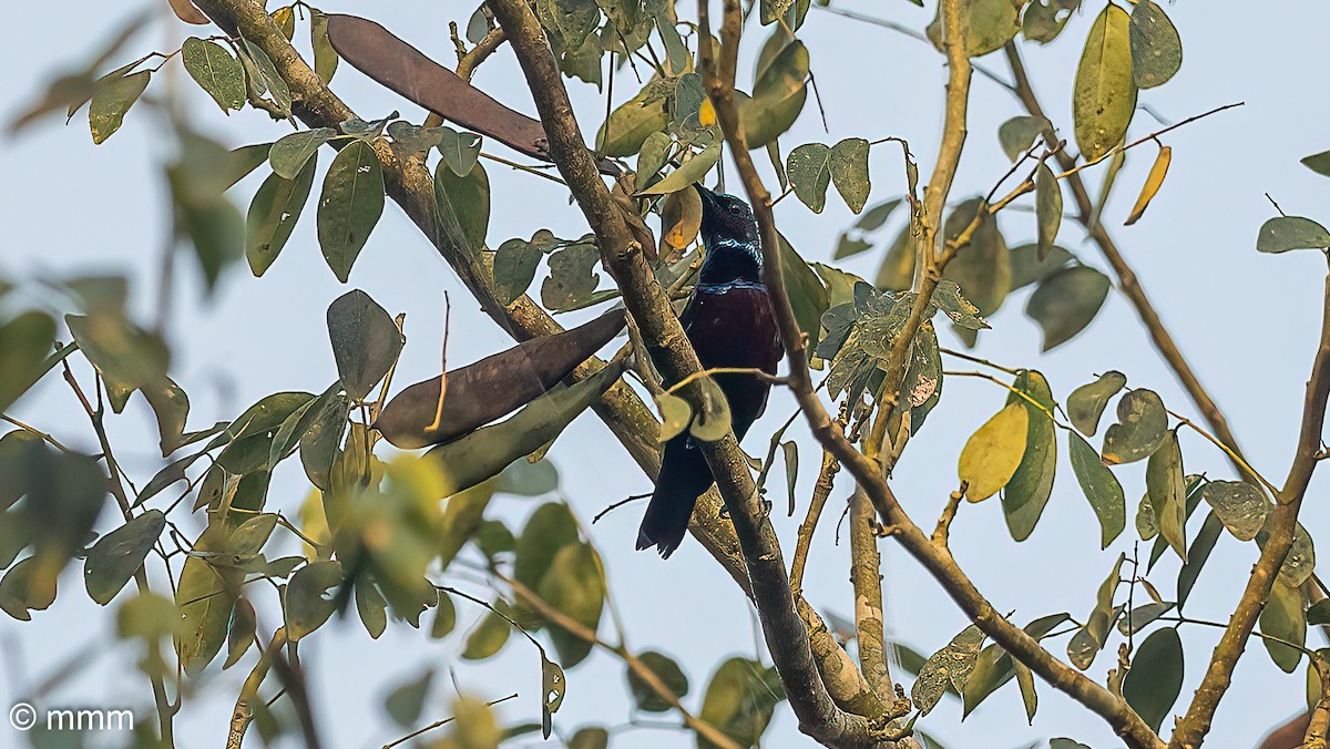 Superb Sunbird - ML646596856