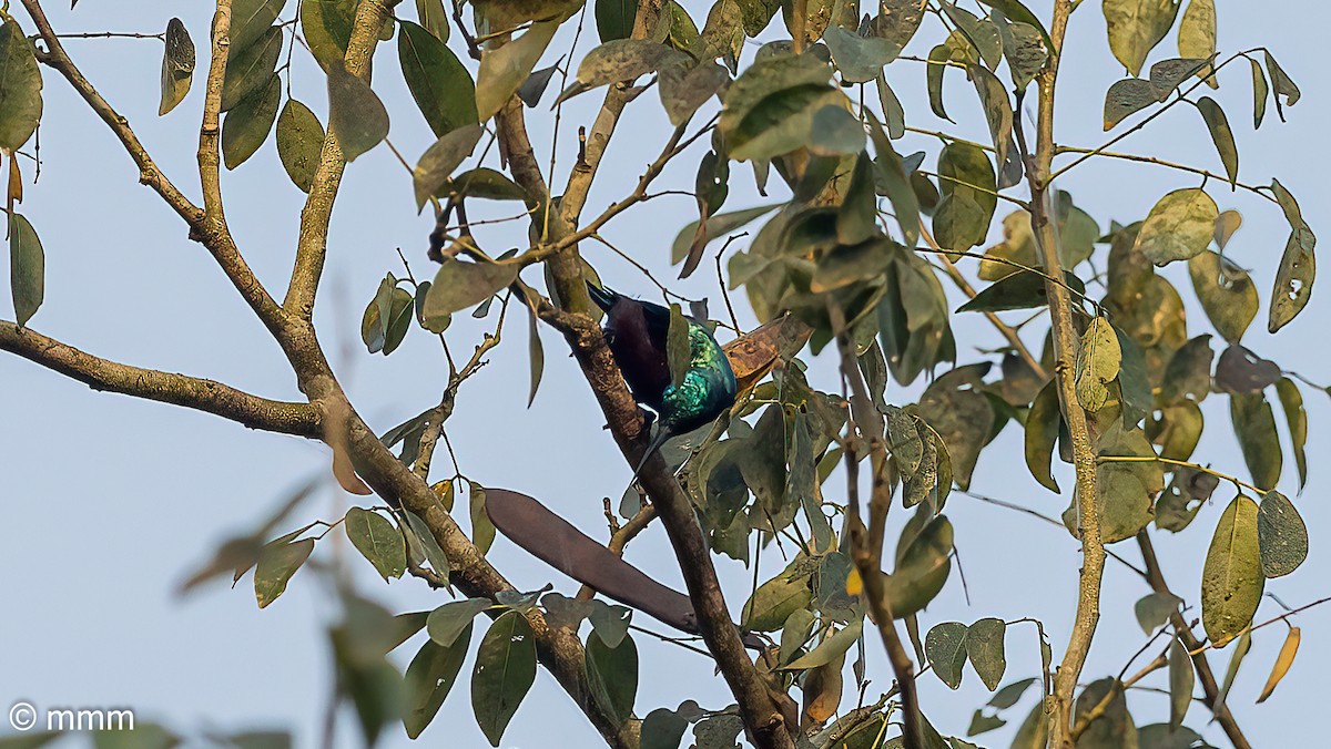 Superb Sunbird - ML646596857