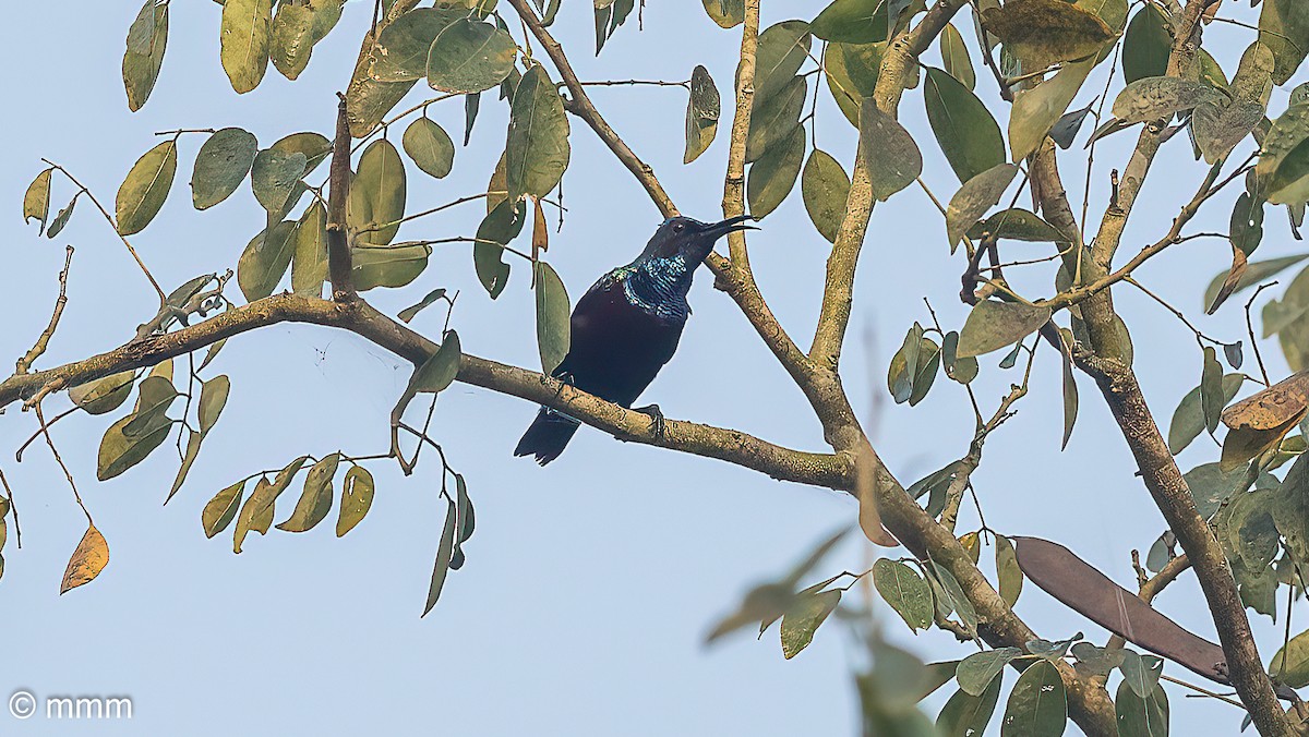 Superb Sunbird - ML646596858