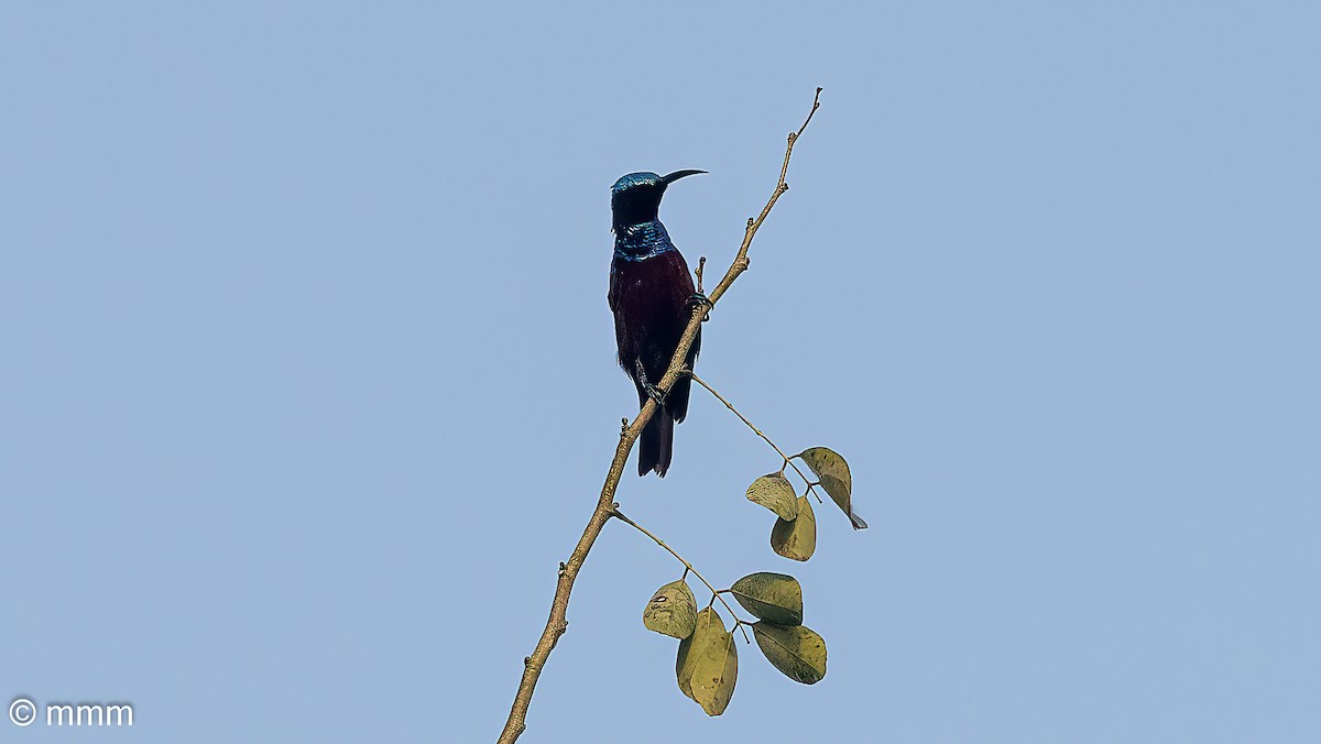 Superb Sunbird - ML646596859