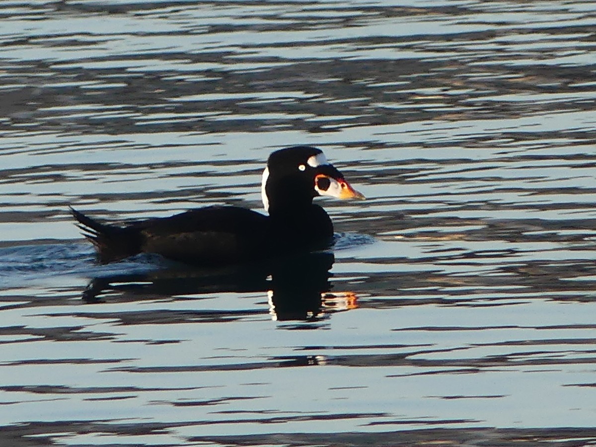 Surf Scoter - ML646596861