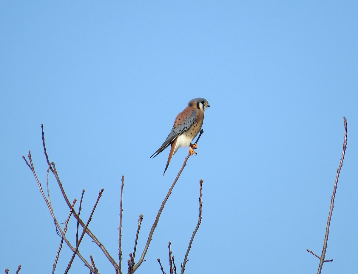 American Kestrel - ML646596862