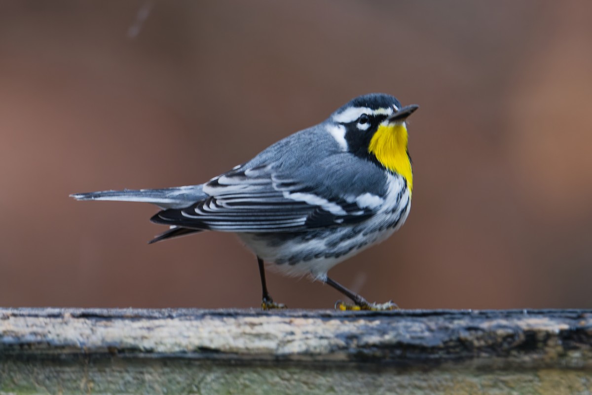 Paruline à gorge jaune - ML646596863