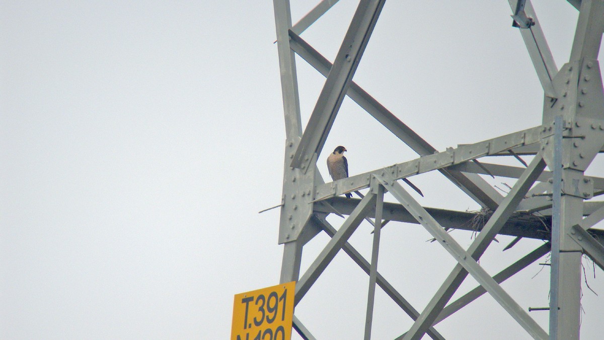 Peregrine Falcon - ML646596864