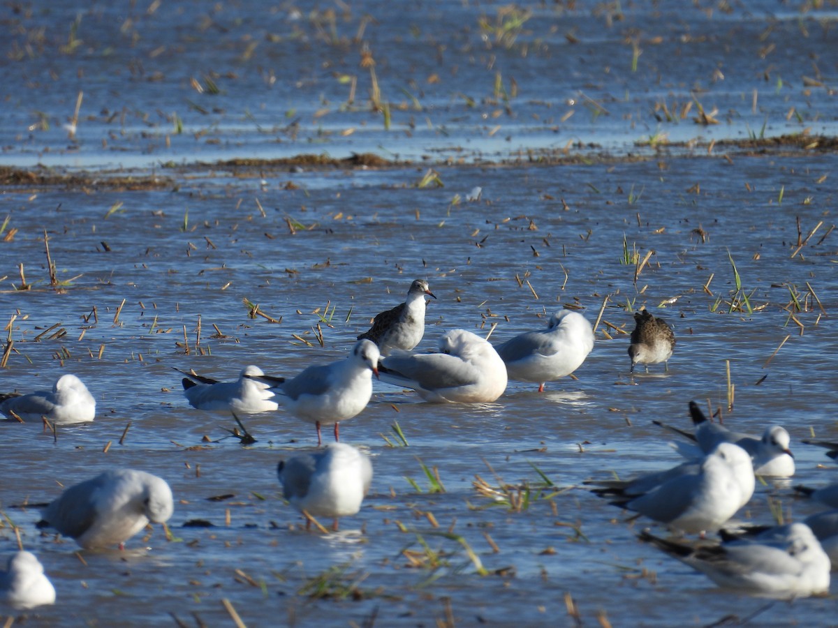 エリマキシギ - ML646596871