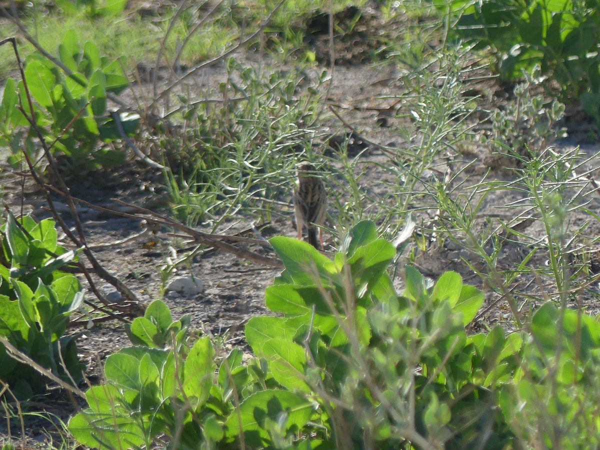 Desert Cisticola - ML646596872