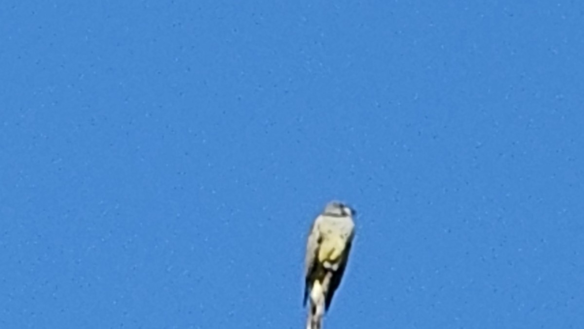 Cassin's Kingbird - ML646596873