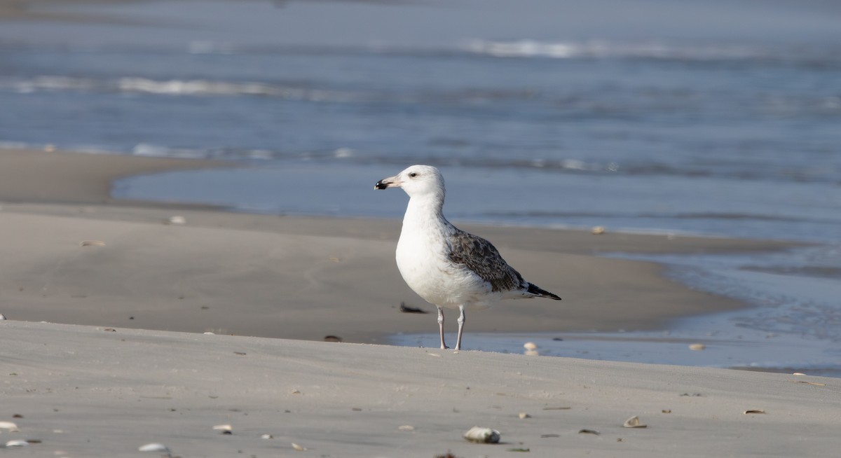 Great Black-backed Gull - ML646596875