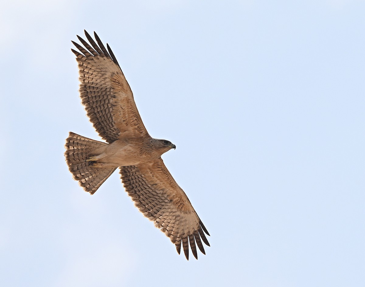 Ястребиный орёл - ML646596877