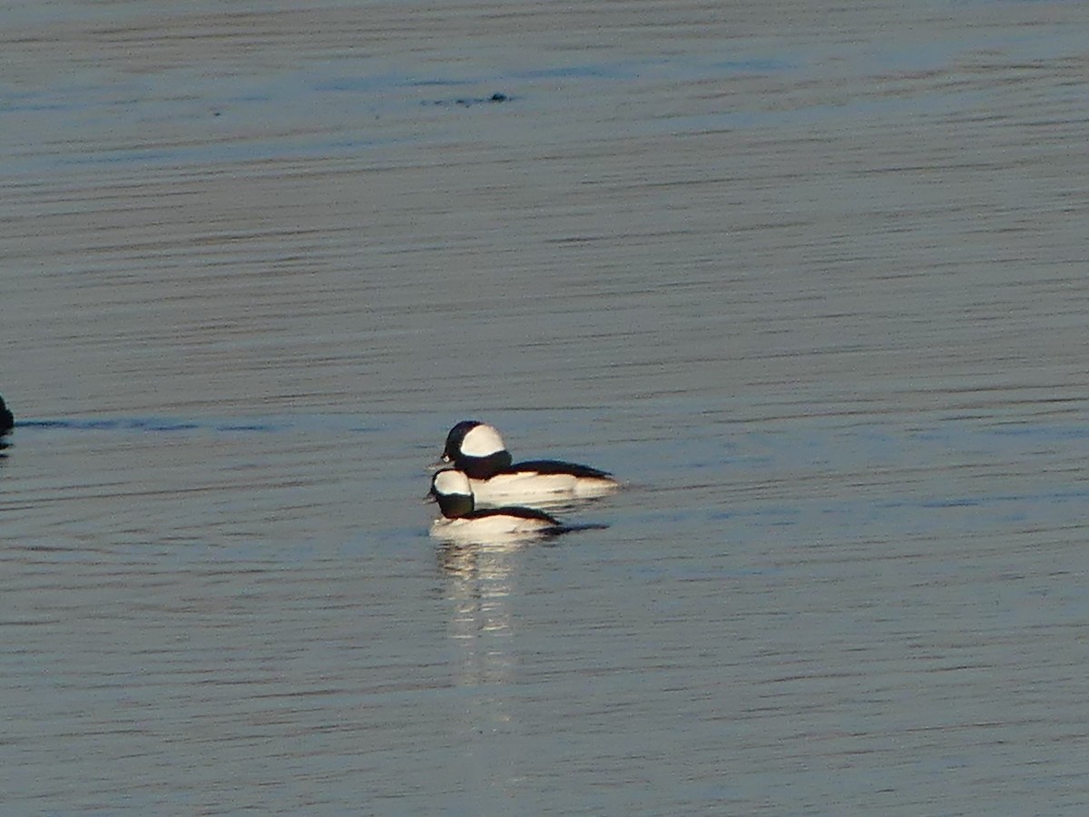 Bufflehead - ML646596878