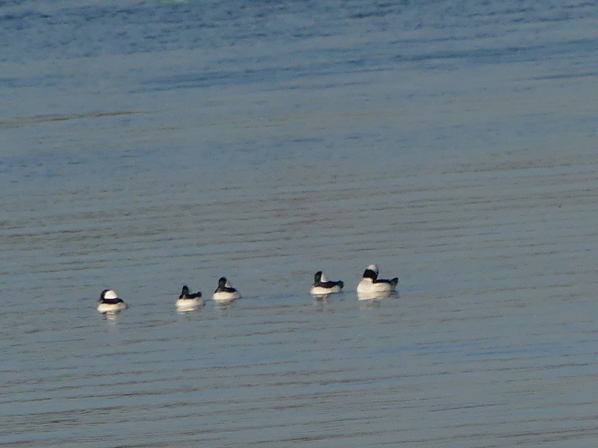 Bufflehead - ML646596879