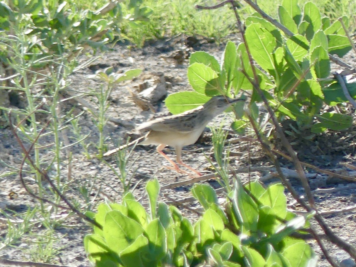 Desert Cisticola - ML646596880