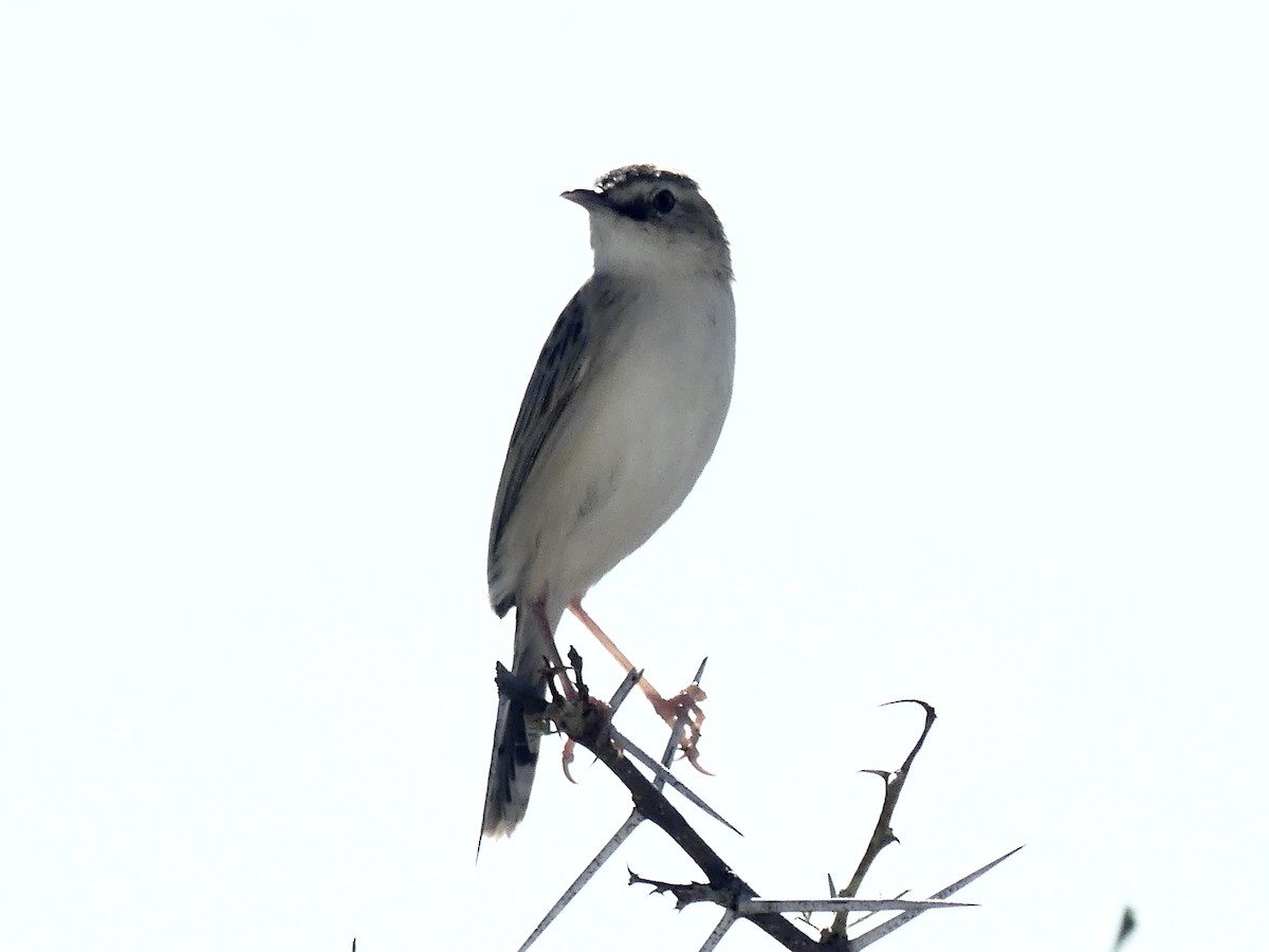 Desert Cisticola - ML646596881