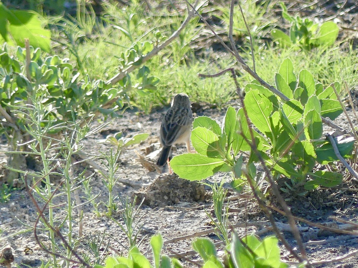Desert Cisticola - ML646596882