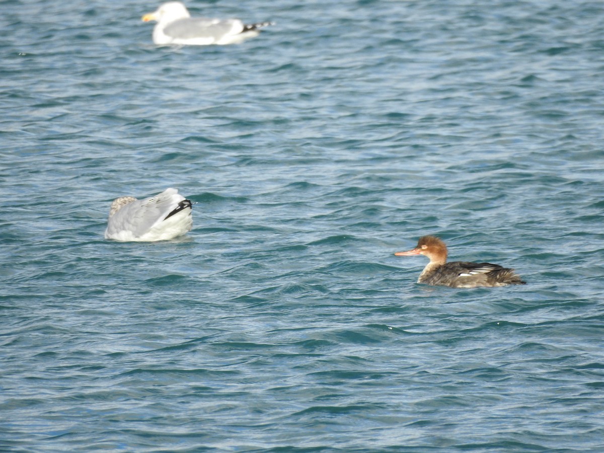 ウミアイサ - ML646596883