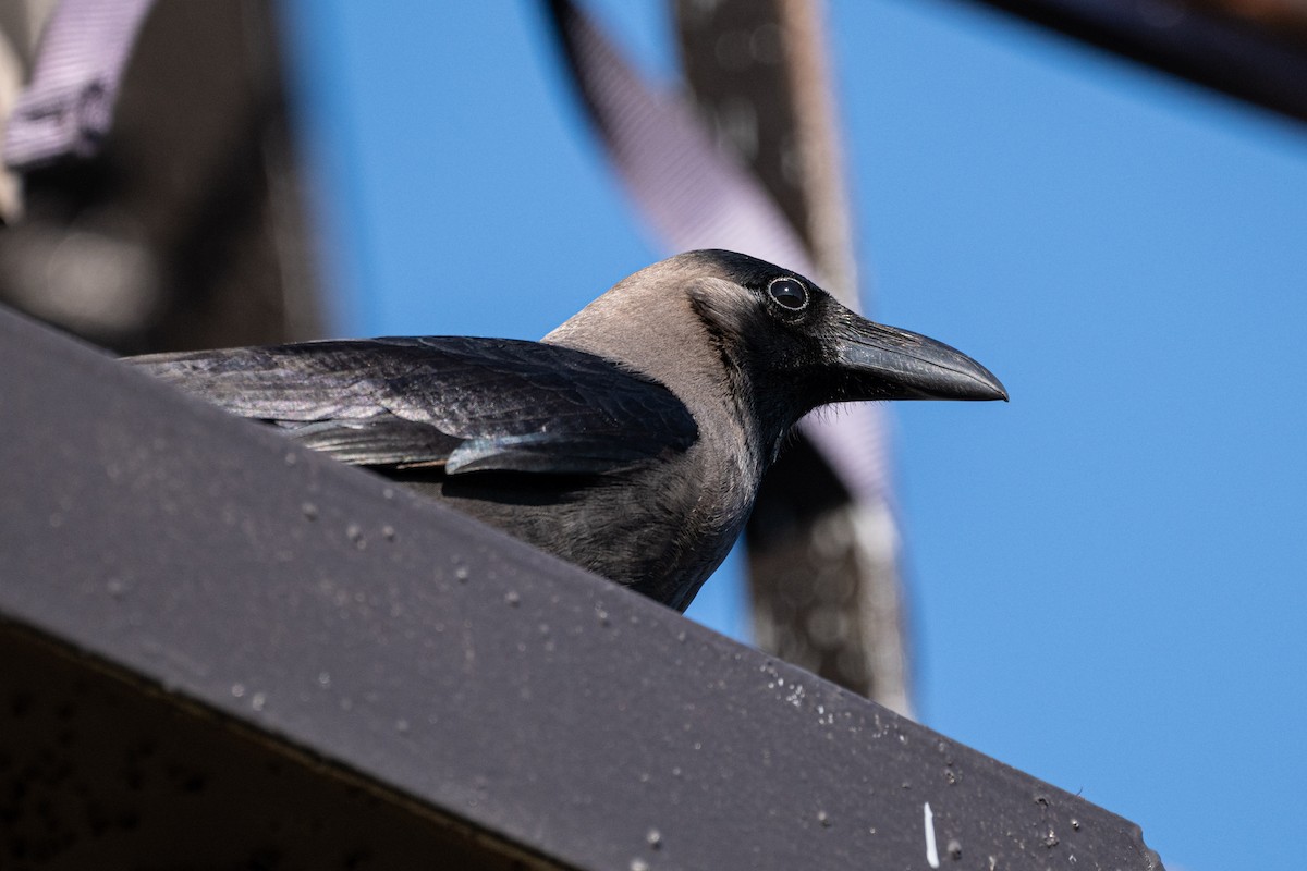 House Crow - ML646596889