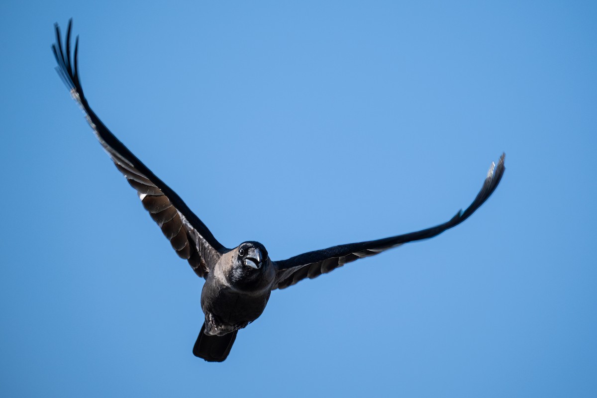 House Crow - ML646596890