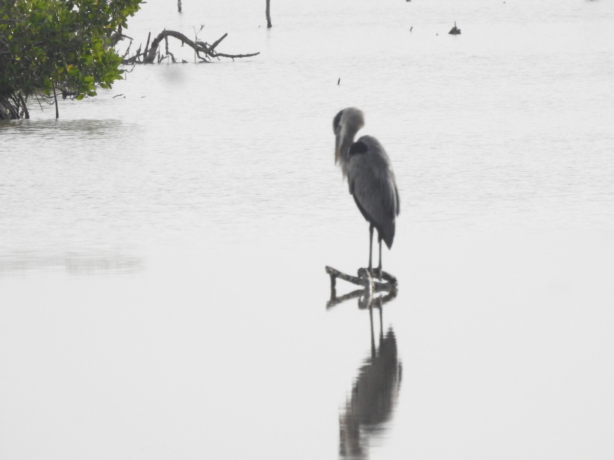 Great Blue Heron - ML646596891