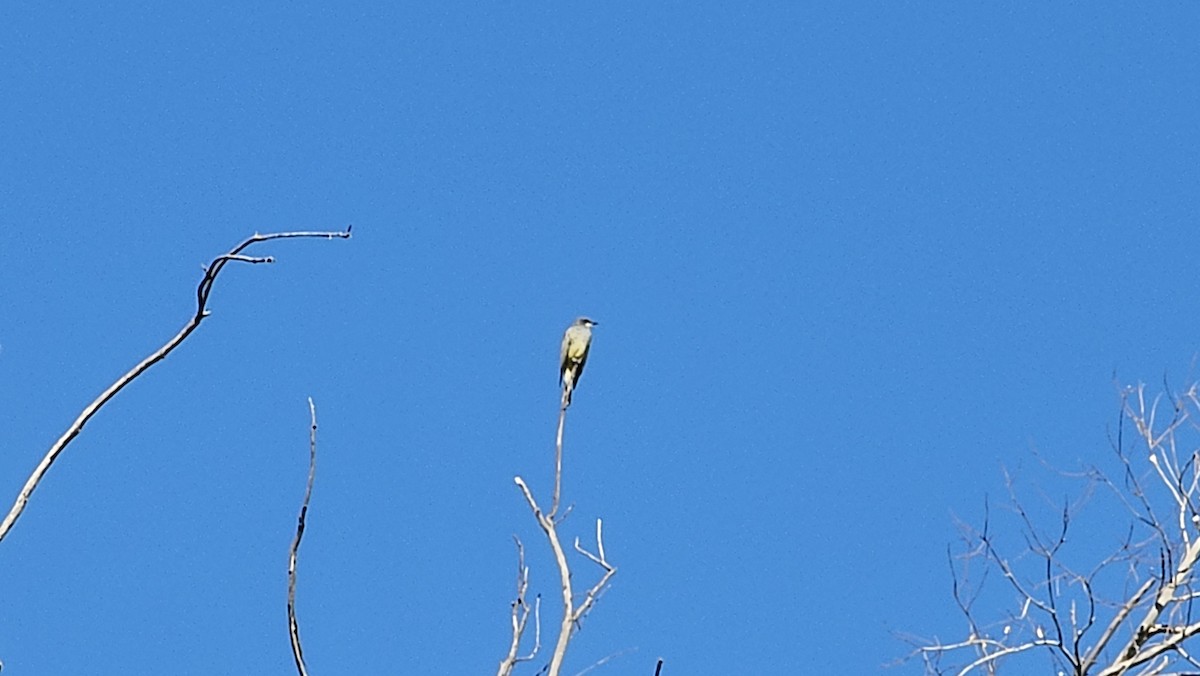 Cassin's Kingbird - ML646596892