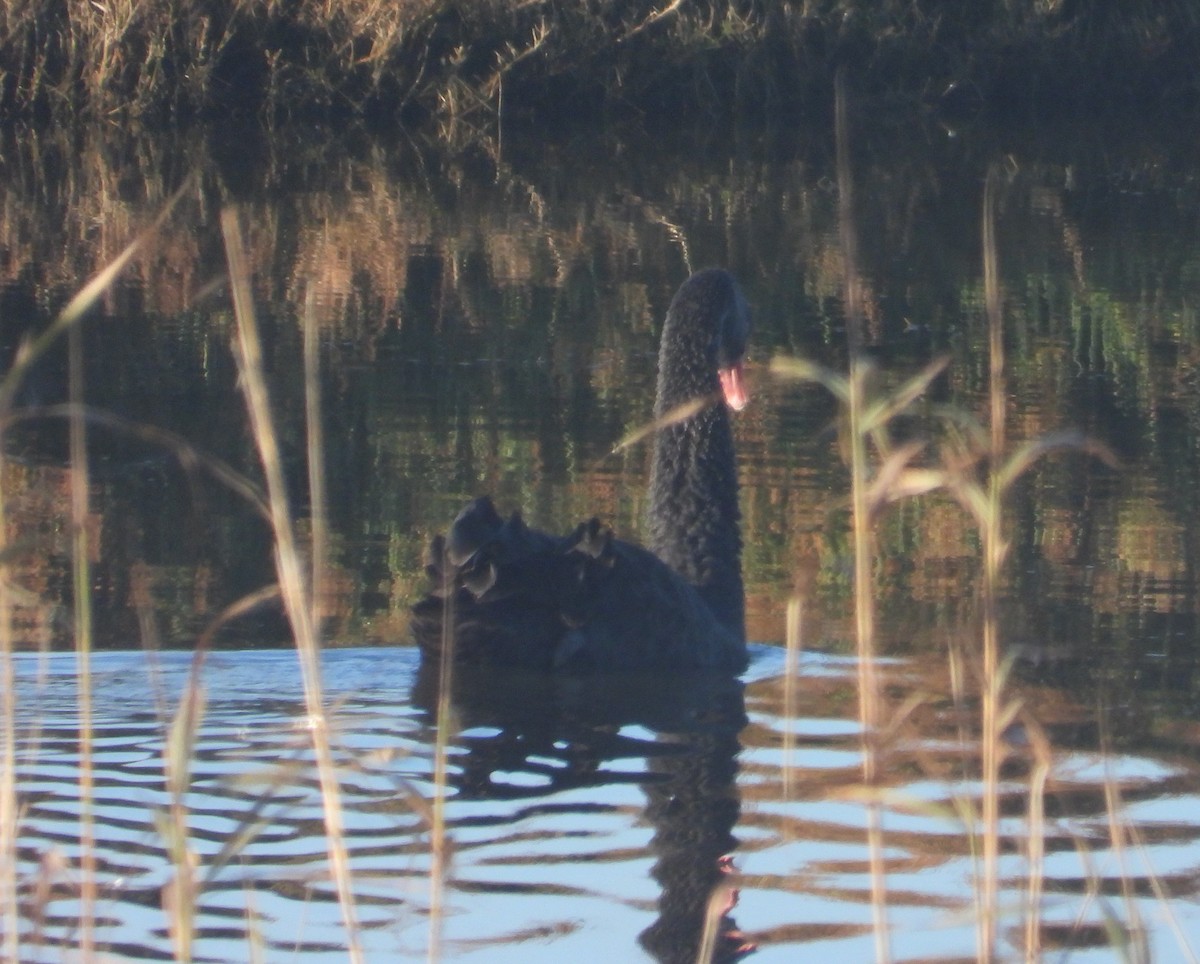 Black Swan - ML646596893