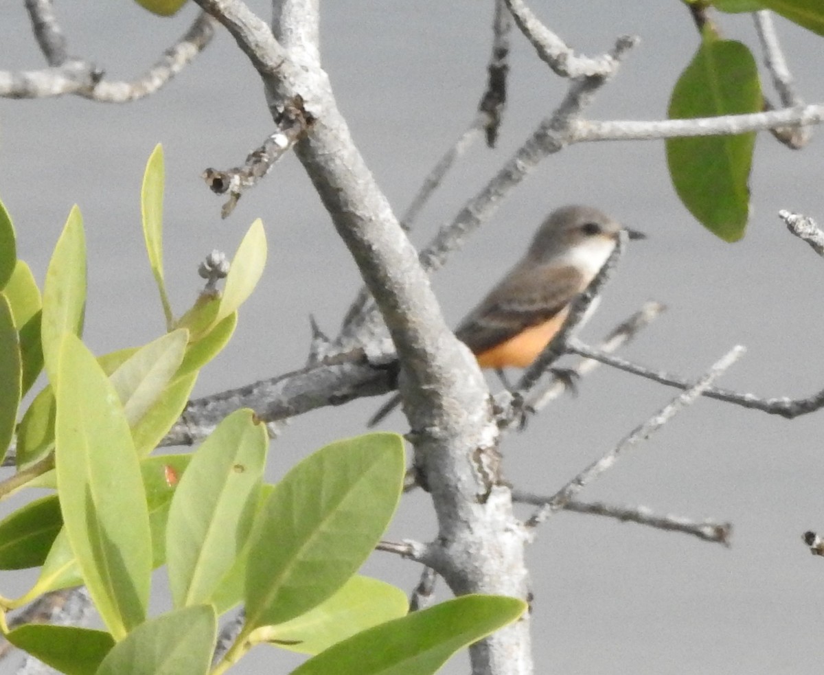 Vermilion Flycatcher - ML646596896