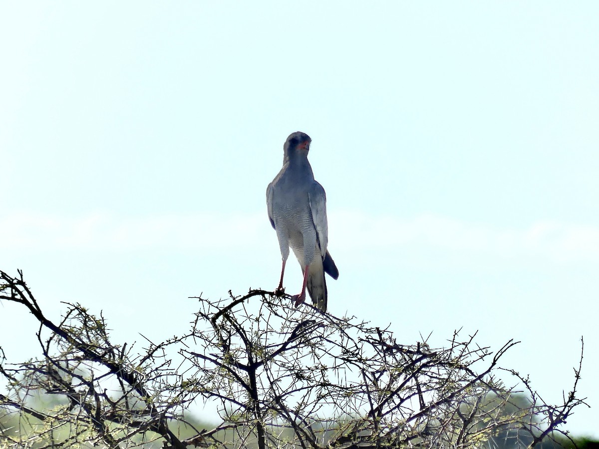 Azor Lagartijero Claro - ML646596897